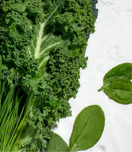 Collagen Beauty Greens - Vanilla Coconut - Vital Proteins